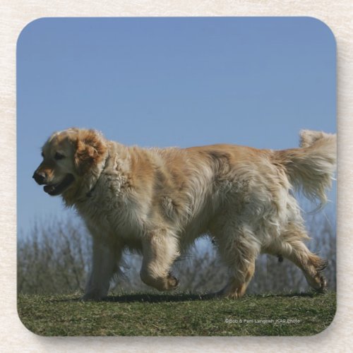 Golden Retriever Running 3 Beverage Coaster