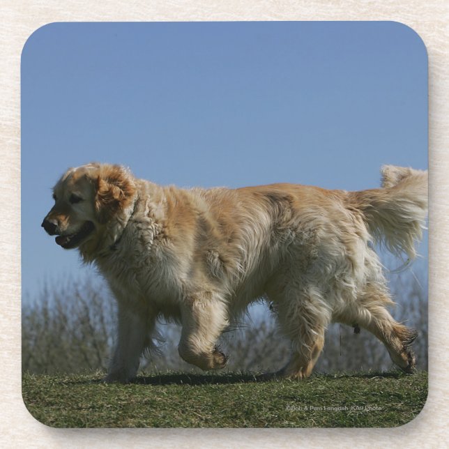 Golden Retriever Running 3 Beverage Coaster (Front)