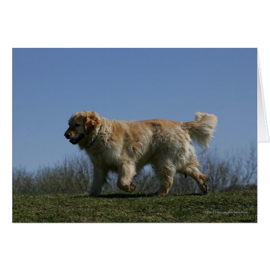 Golden Retriever Running 3 Cards (Front Horizontal)