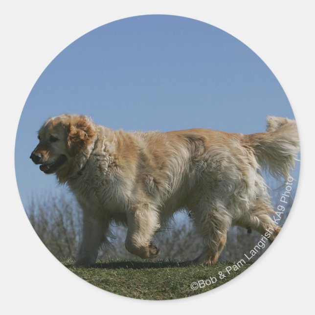 Golden Retriever Running 3 Classic Round Sticker (Front)