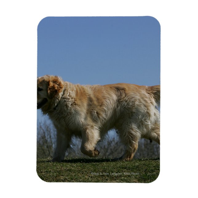 Golden Retriever Running 3 Magnet (Vertical)