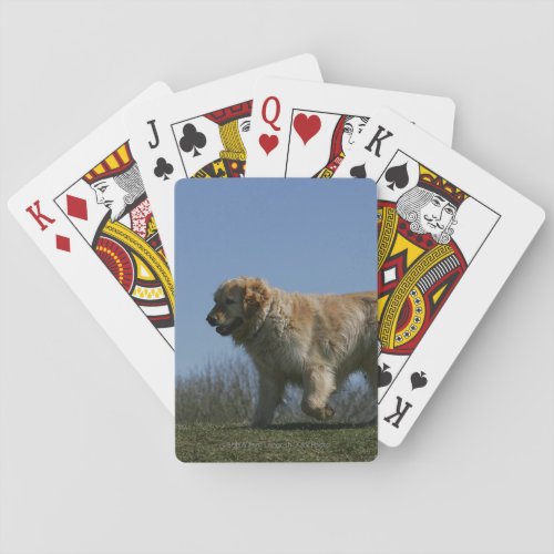 Golden Retriever Running 3 Playing Cards