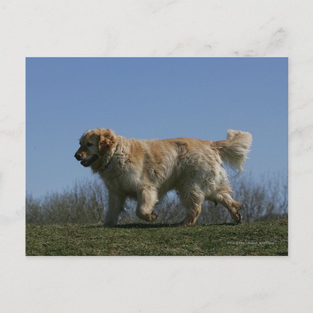 Golden Retriever Running 3 Postcard (Front)