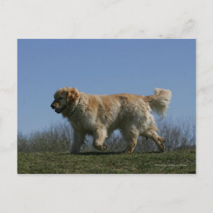 Golden Retriever Running 3 Postcard
