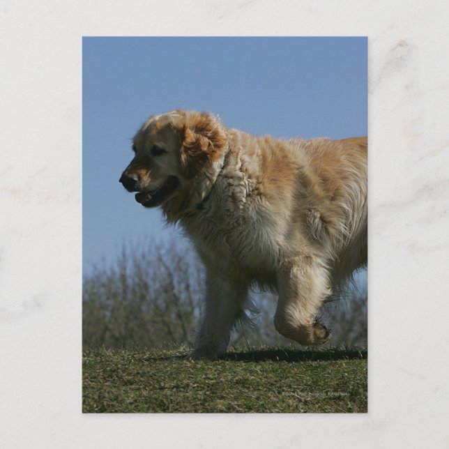 Golden Retriever Running 3 Postcard (Front)
