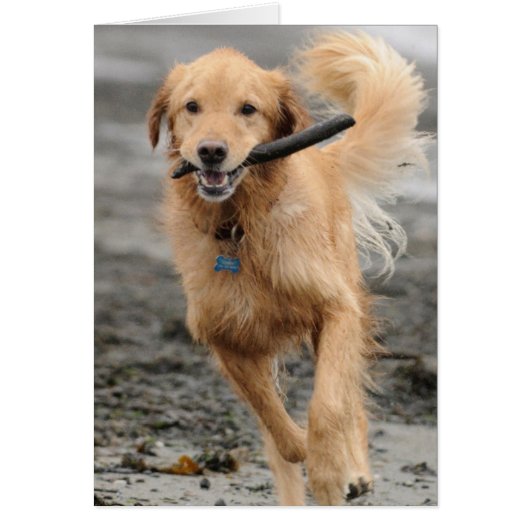 Golden Retriever Running With  Stick In Mouth (Front)