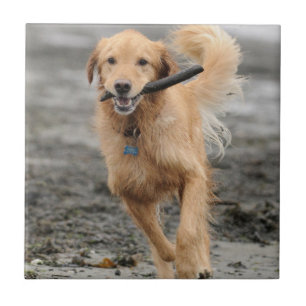 Golden Retriever Running With  Stick In Mouth Ceramic Tile