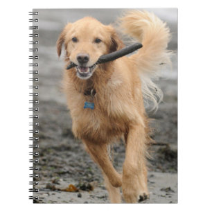Golden Retriever Running With  Stick In Mouth Notebook