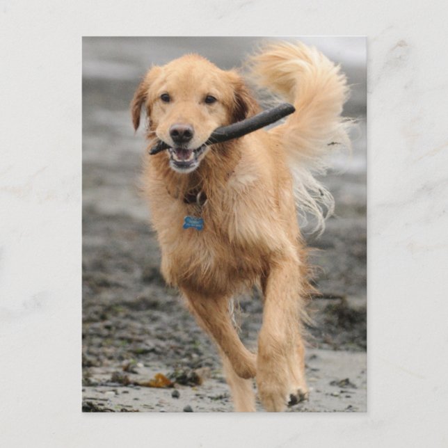 Golden Retriever Running With  Stick In Mouth Postcard (Front)