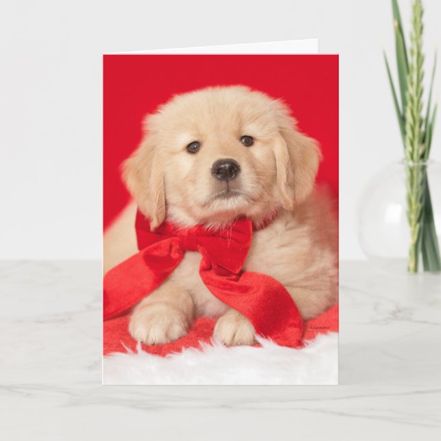 Golden Retriever Seasons Gurr-eetings Puppy Card (Front)