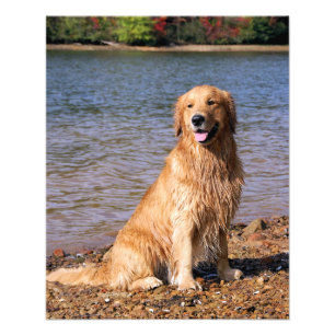 Golden Retriever Sitting Photo Print