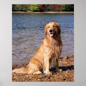 Golden Retriever Sitting Poster by artinphotography at Zazzle