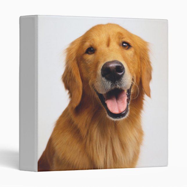 Golden Retriever Smile 3 Ring Binder (Front/Spine)