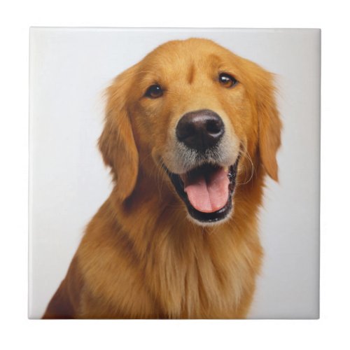 Golden Retriever Smile Ceramic Tile