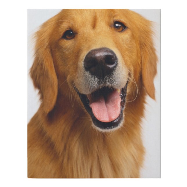 Golden Retriever Smile Faux Canvas Print (Front)