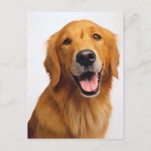 Golden Retriever Smile Postcard