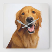 Golden Retriever Smile