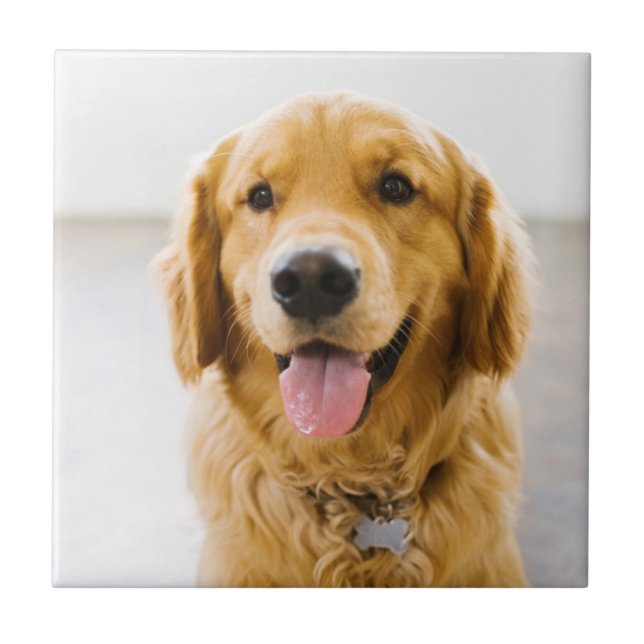 Golden Retriever Smiling Ceramic Tile (Front)