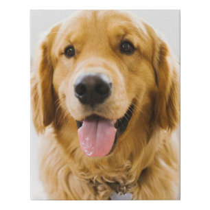 Golden Retriever Smiling Faux Canvas Print