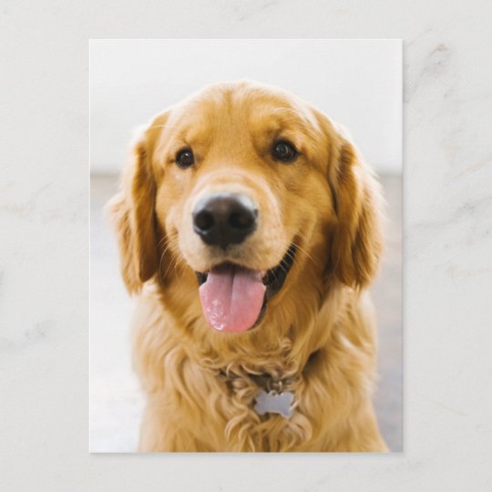 Golden Retriever Smiling Postcard | Zazzle.com