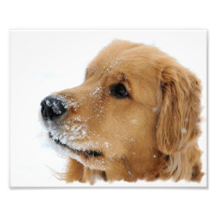 Golden Retriever Snow Dog Photo Print