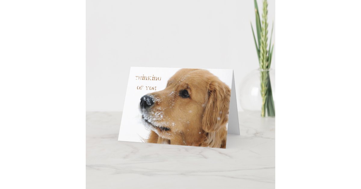 Golden Retriever Snow Dog Thinking Of You Card Zazzle Com