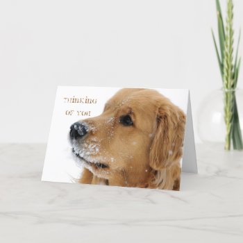 Golden Retriever Snow Dog Thinking Of You Card by artinphotography at Zazzle