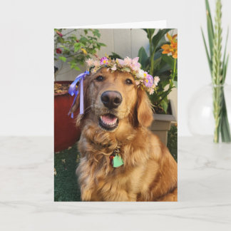 Golden Retriever spring or everyday card