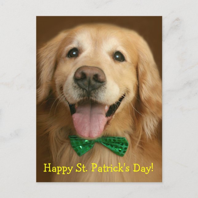 Golden Retriever St. Patrick's Day Postcard (Front)