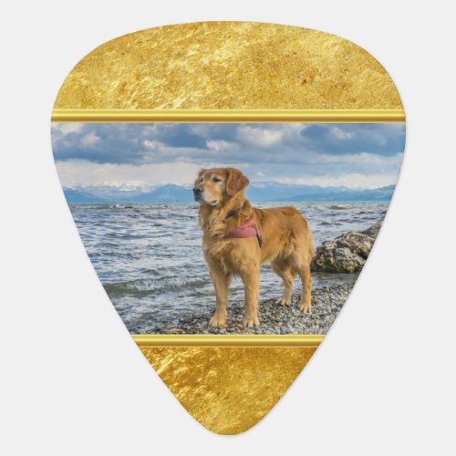 Golden Retriever standing on the blue ocean rocky Guitar Pick