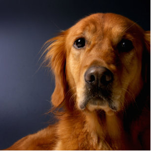 Golden Retriever Statuette