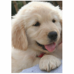 Golden Retriever. Statuette