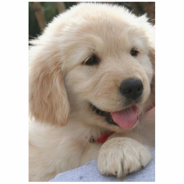 Golden Retriever. Statuette (Front)
