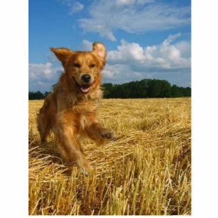 golden-retriever statuette