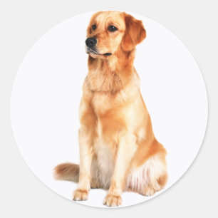 Golden Retriever Sticker
