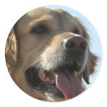 Golden Retriever Sticker