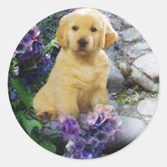 Golden Retriever Sticker Hydrangia (Front)