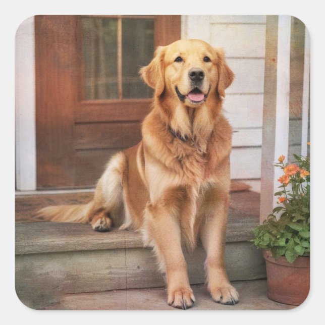  Golden Retriever Stickers (Front)