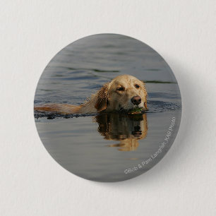 Golden Retriever Swimming Button