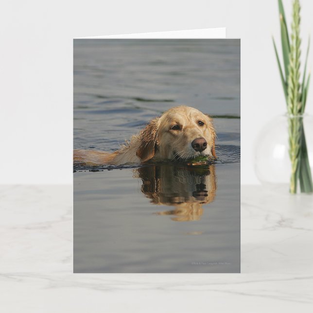 Golden Retriever Swimming Card (Front)