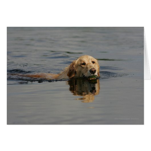 Golden Retriever Swimming Cards (Front Horizontal)