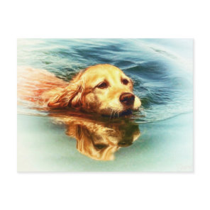 Golden Retriever Swimming - Dog Art Postcard
