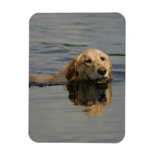 Golden Retriever Swimming Magnet