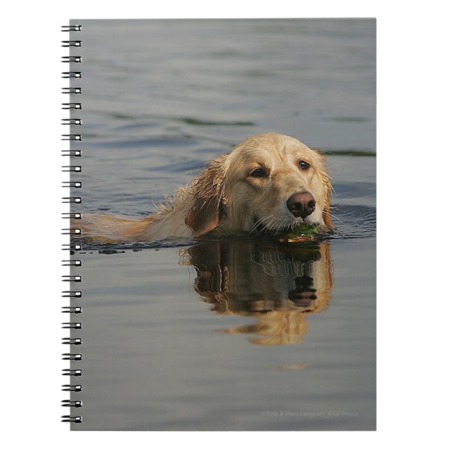 Golden Retriever Swimming Notebook (Front)