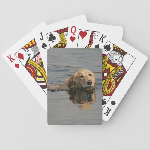 Golden Retriever Swimming Playing Cards