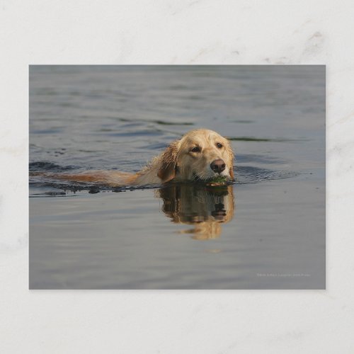 Golden Retriever Swimming Postcard