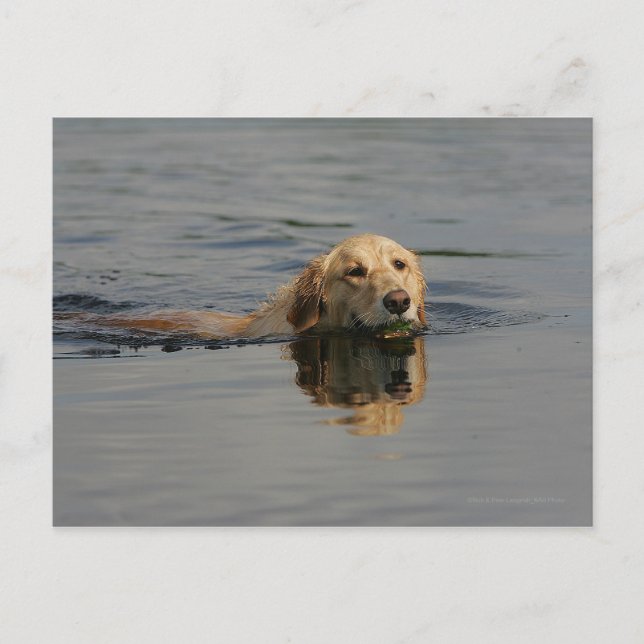Golden Retriever Swimming Postcard (Front)