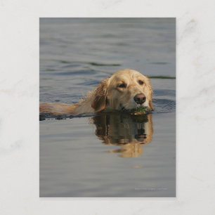 Golden Retriever Swimming Postcard