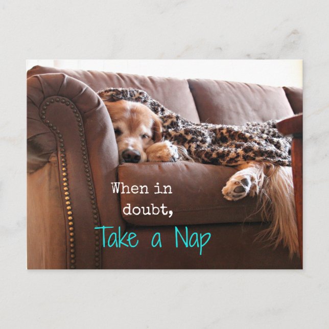 Golden Retriever Take a Nap Postcard (Front)