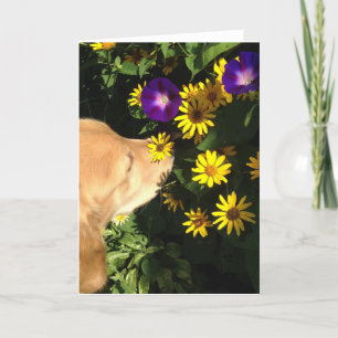 Golden Retriever takes time to smell flowers. Thank You Card